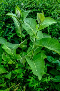 Tıbbi bitki elektroampanının (Inula helenium) sarı çiçekleri veya yakın planda at iyileşmesi