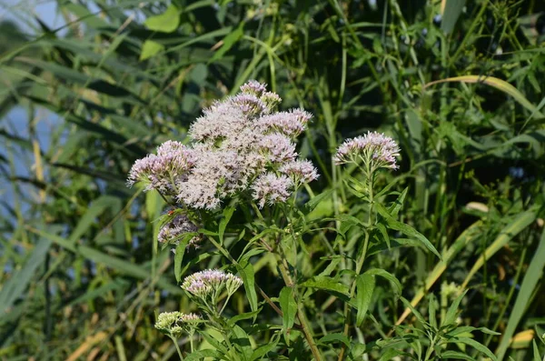 Pink Eupatorium Cannabinum Широко Известный Конопля Агримония Flower Wild Розовые — стоковое фото