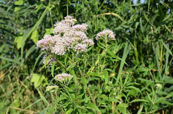 Rosa Eupatorium Cannabinum Allmänt Känd Som Hampa Agrimony Blomman Vilda — Stockfoto