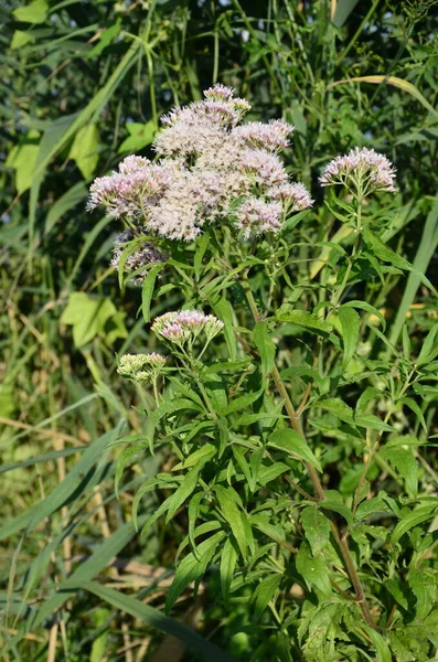 Pink Eupatorium Cannabinum Comúnmente Conocido Como Cáñamo Agrimonia Flor Flores —  Fotos de Stock