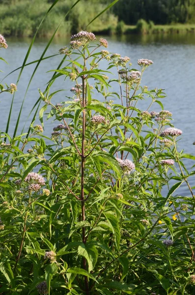 Pink Eupatorium Cannabinum Широко Известный Конопля Агримония Flower Wild Розовые — стоковое фото