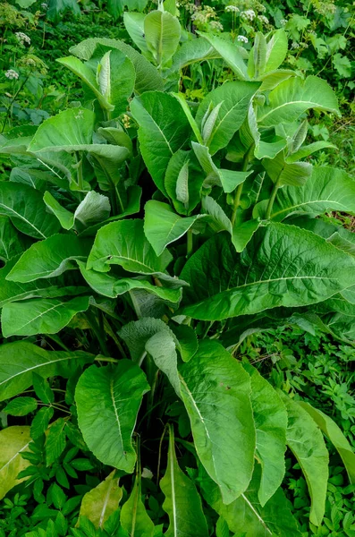 Žluté Květy Léčivé Rostliny Elecampan Inula Helenium Nebo Kůň Hojení — Stock fotografie