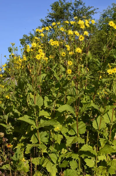Flores Amarillas Planta Medicinal Elecampane Inula Helenium Equino Sanar Flor — Foto de Stock