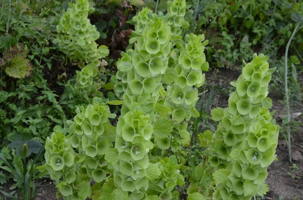 Klokken Van Ierland Moluccella Laevis Moluccella Laevis Tuin Weelderige Groene — Stockfoto