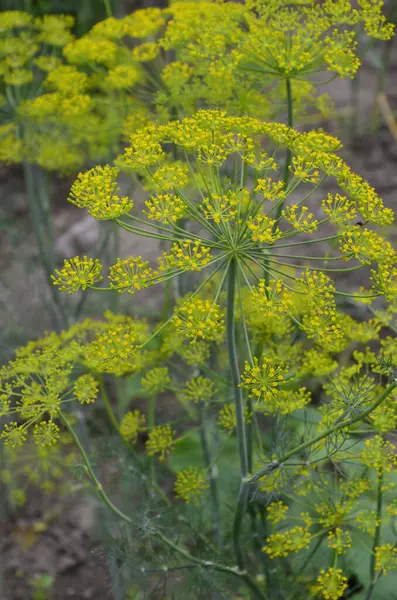 Aneth Plante Aromatique Ombellifère Aux Grappes Fleurs Jaunes Forme Parapluie — Photo