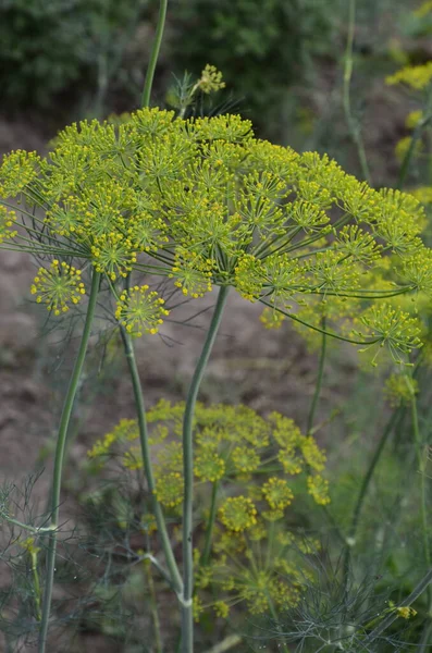 Aneth Plante Aromatique Ombellifère Aux Grappes Fleurs Jaunes Forme Parapluie — Photo