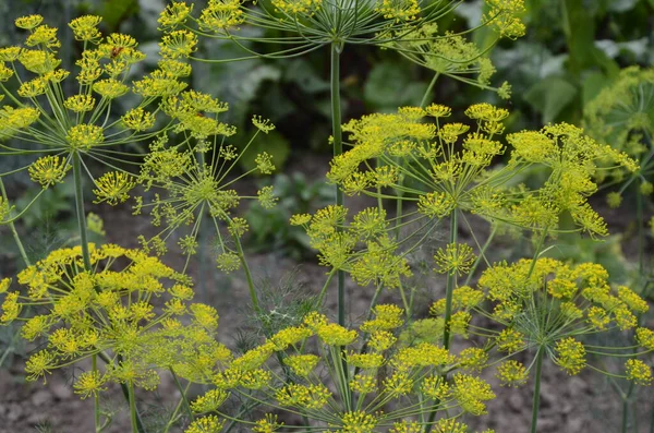 Aneth Plante Aromatique Ombellifère Aux Grappes Fleurs Jaunes Forme Parapluie — Photo