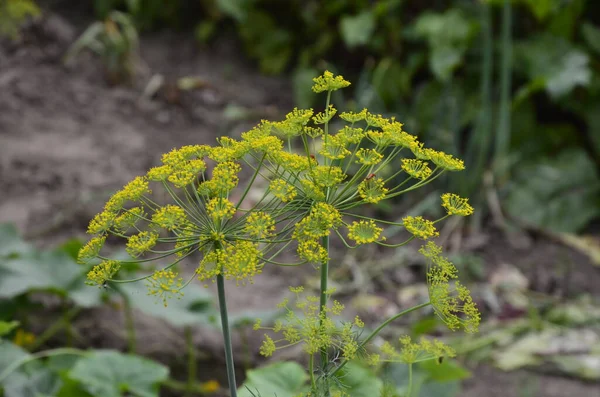 Aneth Plante Aromatique Ombellifère Aux Grappes Fleurs Jaunes Forme Parapluie — Photo