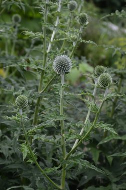 Echinops ritro L, Globe thistle, küçük dünya devedikeni. Bahçedeki Echinops çiçekleri. Ukrayna 'nın güney küresi olarak bilinen Echinops ritro' nun mavi topları.