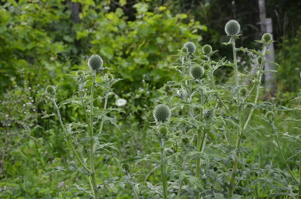 Echinops Ritro Globe Bodlák Malá Zeměkoule Bodlák Echinops Květiny Zahradě — Stock fotografie