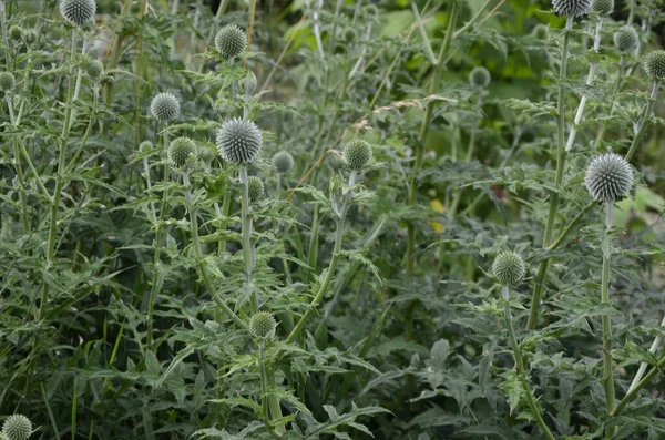 Echinops Ritro Globe Bogáncs Kis Földgömb Bogáncs Echinops Virágok Kertben — Stock Fotó