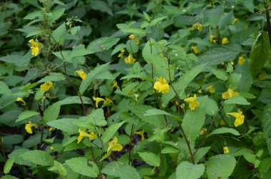 Dokunma bana balsam değil (Impatiens noli-tangere) yeşil yaprakların çiçek yakın planı