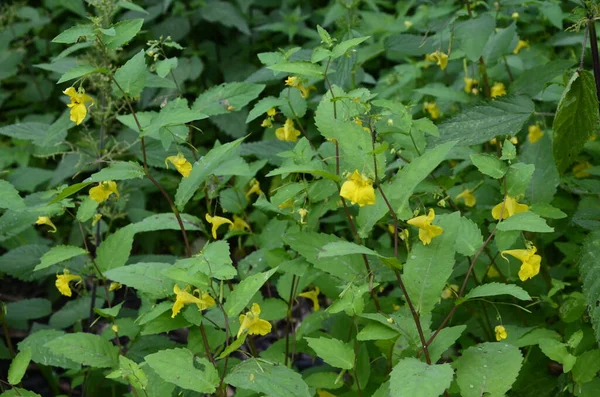 Blume Nahaufnahme Eines Touch Balsam Impatiens Noli Tangere Grünen Blättern — Stockfoto