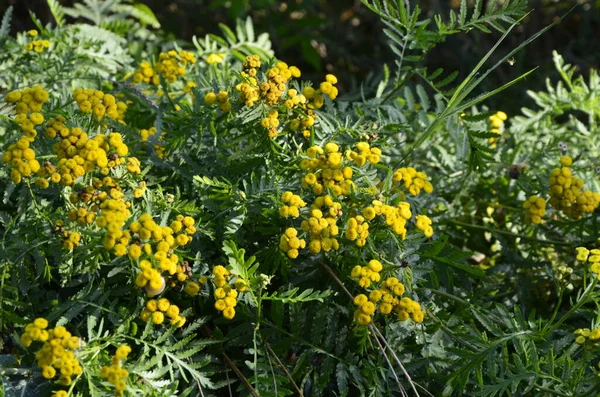 Tanaceto Tanacetum Vulgare Conosciuto Anche Come Tansy Fresh Giallo Tanaceto — Foto Stock