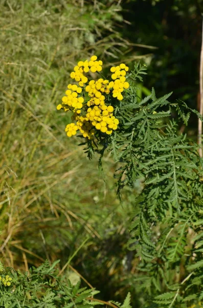 Tansy Tanacetum Vulgare Also Known Common Tansy Fresh Yellow Tansy — Stock Photo, Image