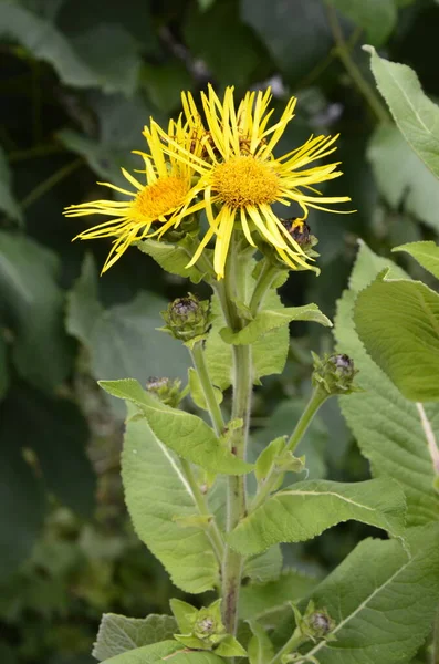 Yellow Flowers Medicinal Plant Elecampane Inula Helenium Horse Heal Bloom — Stock Photo, Image