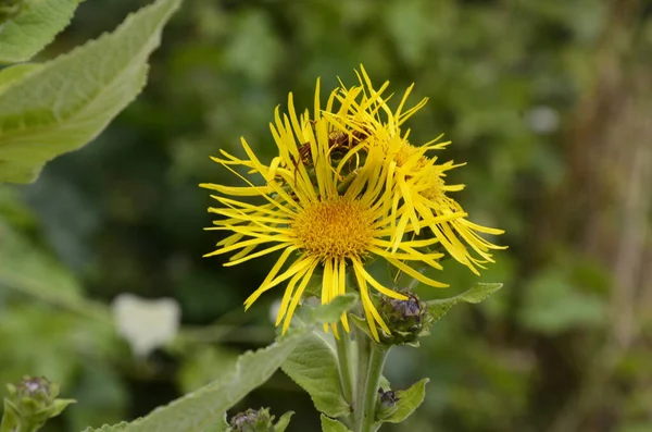 Żółte Kwiaty Leczniczej Rośliny Elecampane Inula Helenium Lub Końskiego Uzdrowienia — Zdjęcie stockowe