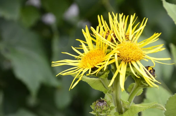 Żółte Kwiaty Leczniczej Rośliny Elecampane Inula Helenium Lub Końskiego Uzdrowienia — Zdjęcie stockowe