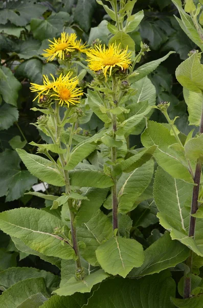 薬用植物 エレクタンパン イヌラ ヘレニウム の黄色の花や馬の癒しが開花します — ストック写真