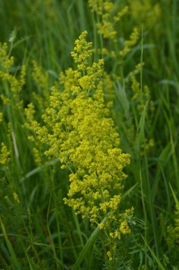 Securigera (Coronilla) varia çiçekleri. Mor kaplama.