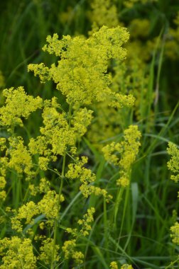 Securigera (Coronilla) varia çiçekleri. Mor kaplama.