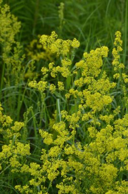 Securigera (Coronilla) varia çiçekleri. Mor kaplama.