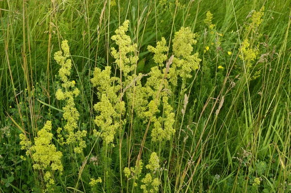 Securigera Coronilla Varia Blüht Wicken Lila — Stockfoto