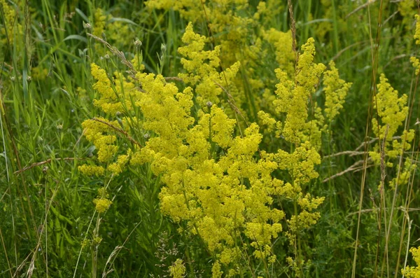 Securigera Coronilla Varia Flores Ervilhaca Coroa Roxa — Fotografia de Stock