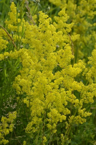 セキゲラ コロニラ 変種の花 紫色の王冠ベッチ — ストック写真