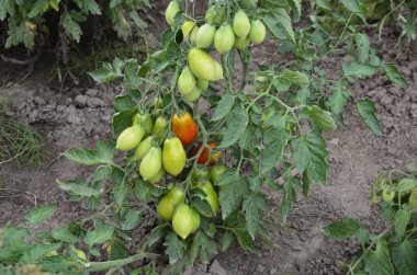 Organik bahçedeki bir dalda yetişen olgun kırmızı domatesler. Bahçede biyo-kiraz domatesleri..
