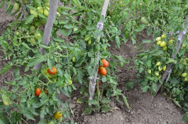 Organik bahçedeki bir dalda yetişen olgun kırmızı domatesler. Bahçede biyo-kiraz domatesleri..