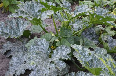 Sebze bahçesinde kabağın çiçekli ve olgun meyveleri - seçici odak, kopyalama alanı