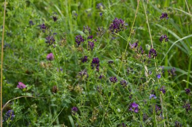 Medicago sativa, Lucerne olarak da bilinen, bezelye familyasından bir bitki türü. Dünyadaki birçok ülkede önemli bir otlak mahsulü olarak yetiştirilir..