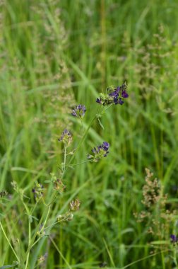 Medicago sativa, Lucerne olarak da bilinen, bezelye familyasından bir bitki türü. Dünyadaki birçok ülkede önemli bir otlak mahsulü olarak yetiştirilir..