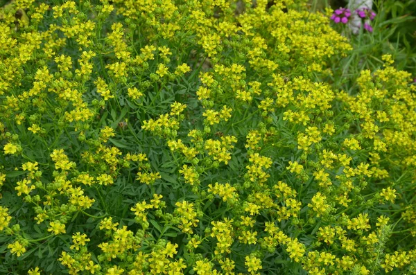 Ruta Commonly Known Rue Ruta Graveolens Rue Common Rue Yellow — Stock Photo, Image