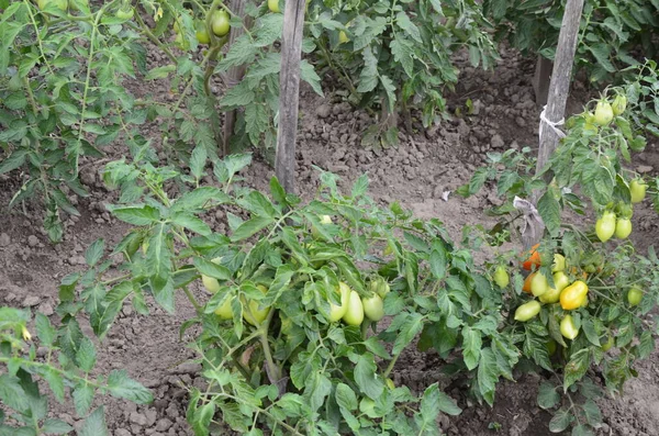 Tomates Rojos Naturales Maduros Que Crecen Una Rama Jardín Orgánico — Foto de Stock