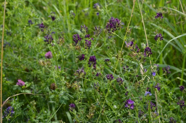 Alfalfa Medicago Sativa También Llamada Alfalfa Una Planta Perenne Con —  Fotos de Stock