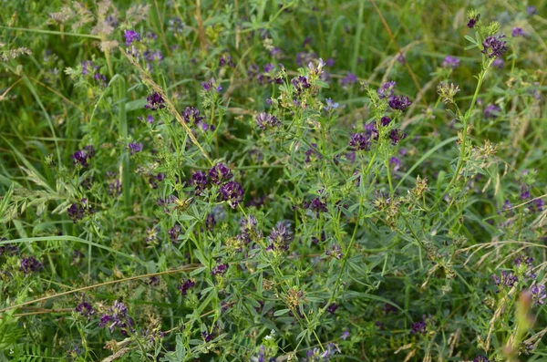Alfalfa Medicago Sativa Известная Люцерна Является Многолетним Цветущим Растением Гороховой — стоковое фото