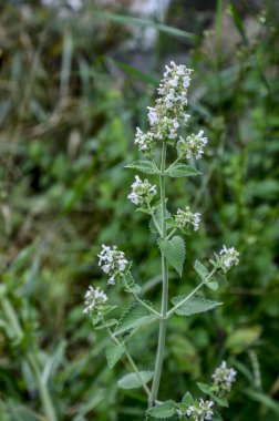 Güneşli bir günde, aşırı büyümüş naneli bitki. Kedi nanesi ya da Nepeta kataryası olarak da bilinir..