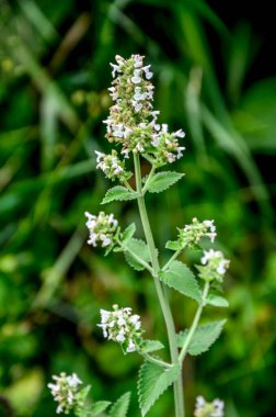 Güneşli bir günde, aşırı büyümüş naneli bitki. Kedi nanesi ya da Nepeta kataryası olarak da bilinir..