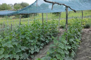 The growth and blooming of greenhouse cucumbers.the Bush cucumbers on the trellis. Cucumbers vertical planting. Growing organic food. Cucumbers harvest.Cucumbers grow on a bed.shading net on cucumbers