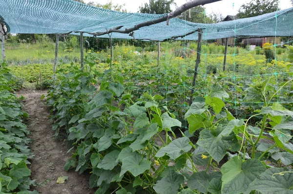 Growth Blooming Greenhouse Cucumbers Bush Cucumbers Trellis Cucumbers Vertical Planting — Stok fotoğraf