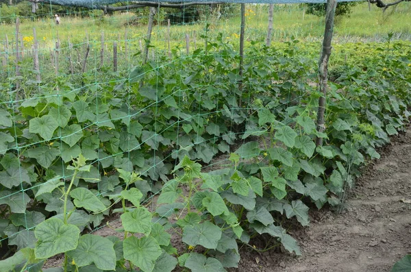 Growth Blooming Greenhouse Cucumbers Bush Cucumbers Trellis Cucumbers Vertical Planting — Foto de Stock