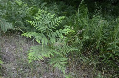 Fresh young leaves of common bracken (eagle fern). Lovely green background for some text or design.