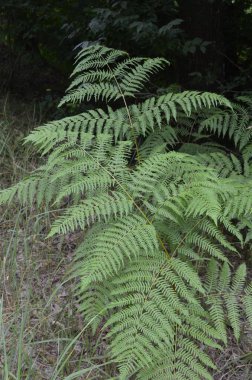 Fresh young leaves of common bracken (eagle fern). Lovely green background for some text or design.