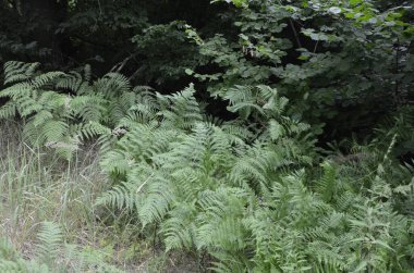Fresh young leaves of common bracken (eagle fern). Lovely green background for some text or design.