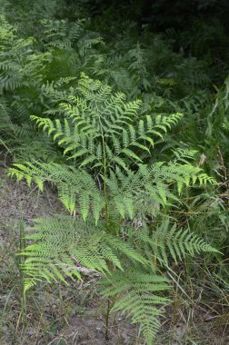 Fresh young leaves of common bracken (eagle fern). Lovely green background for some text or design.