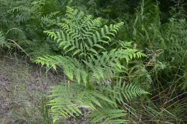 Fresh young leaves of common bracken (eagle fern). Lovely green background for some text or design.