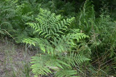 Fresh young leaves of common bracken (eagle fern). Lovely green background for some text or design.