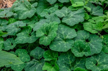 Cucurbita ficifolia yeşillikleri bahçedeki çimlerin üzerinde yatar. Egzotik diyet bitkisi.